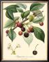 Cherries by Bessa Limited Edition Pricing Art Print