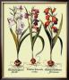 Botanical Iii by Basilius Besler Limited Edition Print