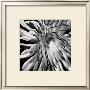 Contrasting Floral Iii by Jean-Francois Dupuis Limited Edition Print