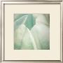 Tulip Trio Ii by Gabriel Scott Limited Edition Print