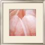 Tulip Trio I by Gabriel Scott Limited Edition Print