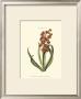 Antique Hyacinth V by Christoph Jacob Trew Limited Edition Pricing Art Print