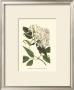 Blossoming Vine Iv by Sydenham Teast Edwards Limited Edition Print