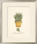 Cacti In A Yellow Pot by Johann Wilhelm Weinmann Limited Edition Pricing Art Print