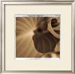 Spiralis Ii by Jean-Francois Dupuis Limited Edition Pricing Art Print