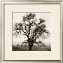 Country Oak Tree by Alan Blaustein Limited Edition Print