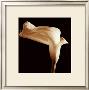 Lily by Michael Harrison Limited Edition Print