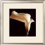 Lily by Michael Harrison Limited Edition Pricing Art Print