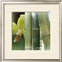 Bamboo Iii by Jennifer Broussard Limited Edition Print