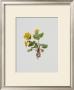 Marsh Marigold by Moritz Michael Daffinger Limited Edition Print