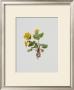 Marsh Marigold by Moritz Michael Daffinger Limited Edition Print