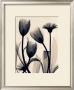 Tulip And Daisy by Judith Mcmillan Limited Edition Print