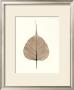 India Ficus by Alan Blaustein Limited Edition Print