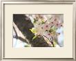 Japanese Cherry Blossom, Sakura I by Ryuji Adachi Limited Edition Pricing Art Print