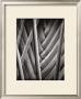 Palm Pattern by Jeff Zaruba Limited Edition Pricing Art Print