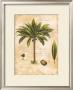 Tropical Palm Ii by Tricia Harrison Limited Edition Print