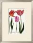 Three Veriegated Tulips by Johann Wilhelm Weinmann Limited Edition Print