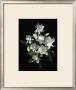Gardenia by Susan Barmon Limited Edition Print
