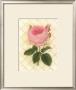 Trellis Rose Iii by Susan Davies Limited Edition Print