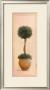 Topiary Ball I by Welby Limited Edition Print