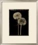 Dandelions by Lynne Jaeger Weinstein Limited Edition Print