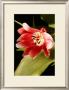 Red Tulip Ii by Renee Stramel Limited Edition Print