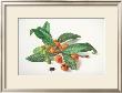 Medlar And Fruit by Carlos Von Riefel Limited Edition Print