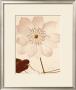 White Clematis by Deborah Schenck Limited Edition Print