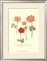 Anemone I by Johann Wilhelm Weinmann Limited Edition Print