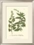 Leaves Iii by Johann Wilhelm Weinmann Limited Edition Print