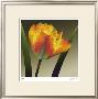 Flame Tulip Ii by Robert Mertens Limited Edition Pricing Art Print