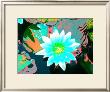 Water Lily by Lucas Goldfinger Limited Edition Print