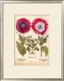 L'herbier Viii by Basilius Besler Limited Edition Pricing Art Print