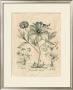 Besler Peonie Ii by Basilius Besler Limited Edition Print