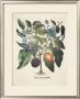Aubergines by Basilius Besler Limited Edition Print