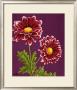 Purple And White Chrysanthemums by Elise Ferguson Limited Edition Print