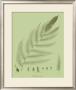 Fresh Ferns Iii by Samuel Curtis Limited Edition Print