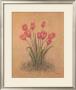Red Tulips by Debra Lake Limited Edition Print