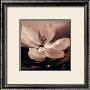 Magnolia Blush by Julie Greenwood Limited Edition Print