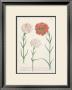 Carnations by Johann Wilhelm Weinmann Limited Edition Pricing Art Print