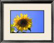 Sunflower Splendor by Stephen Lebovits Limited Edition Print