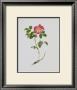 French Rose by Moritz Michael Daffinger Limited Edition Print