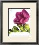 Floral Saturation Ii by Boyce Watt Limited Edition Pricing Art Print
