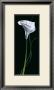 Calla Lily by Andrea Fontana Limited Edition Pricing Art Print