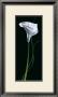 Calla Lily by Andrea Fontana Limited Edition Print