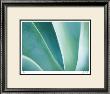 Agave Ii by Joy Doherty Limited Edition Print