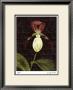 Orchid by Jm Designs Limited Edition Pricing Art Print