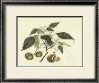 Delicate Botanical Ii by Samuel Curtis Limited Edition Print