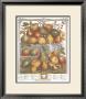 Twelve Months Of Fruits, 1732, January by Robert Furber Limited Edition Print