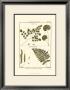 Fern Classification Iv by Denis Diderot Limited Edition Pricing Art Print